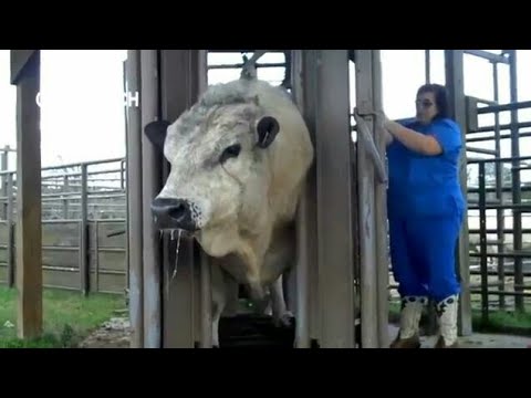 شاهد أبقار عملاقة لن تصدق حجمها