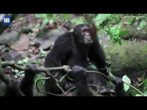 عصابة قرود تعتدي على قائد للسيطرة على الزعامة