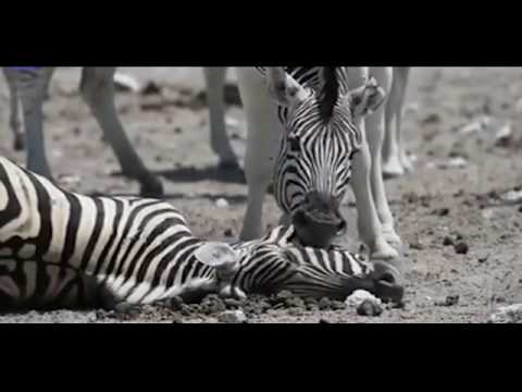 شاهد حمار يحاول إفاقة أنثى توفيت بعد ولادتها