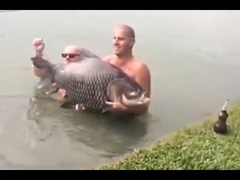 شاهد سمكة ضخمة تنتقم من صائدها أثناء محاولة تصويرها