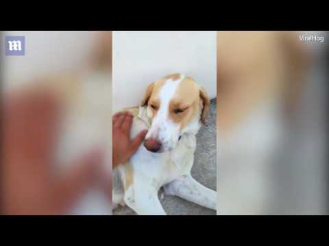 كلبة تشعل مواقع التواصل بإرضاع قطة