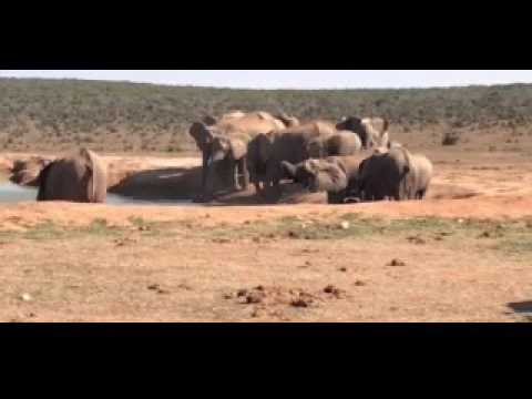 قطيع يتعاون لإنقاذ فيل صغير من حفرة مياه