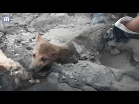 إنقاذ 3 كلاب صغيرة عالقة في القطران