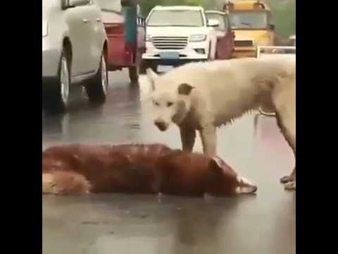 رد فعل كلب بسبب حزنه على موت صديقه