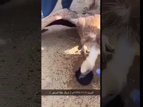 سعوديون ينقذون نسرًا بعد أن كاد يموت عطشًا