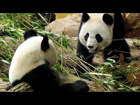 شاهد باندا صينية تلد توأمين في فرنسا