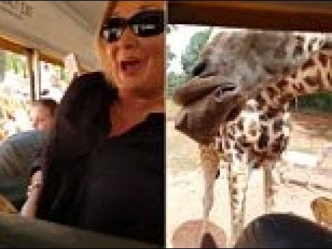 شاهد زرافة جائعة تقتحم سيارة سياح لسرقة الطعام