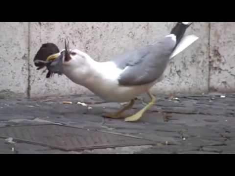 شاهد طائر نورس يبلع حمامة كاملة حية