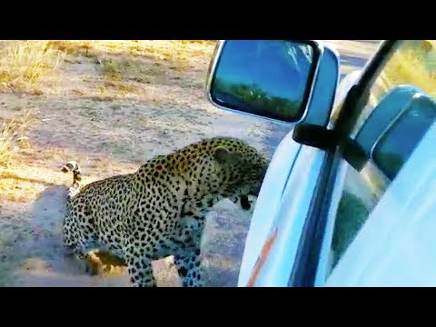 شاهد لحظات مروعة لفهد يفاجئ سائحًا في جنوب أفريقيا