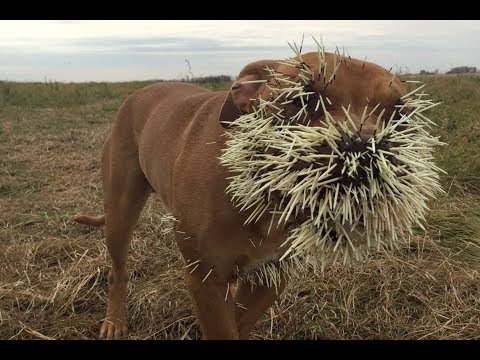 شاهد النمر مقابل النيص أصعب المعارك البرية
