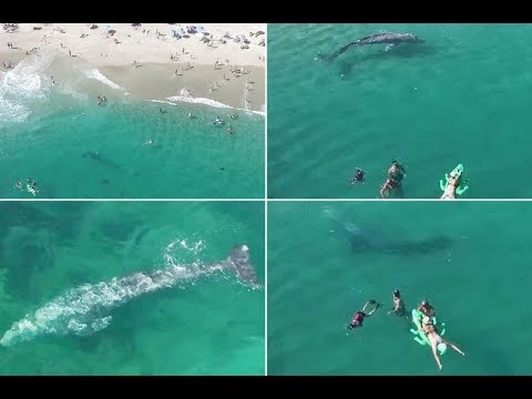 شاهد حوت رمادي يسبح على بعد أمتار من سباحين