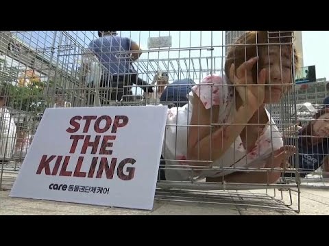 شاهد فتيات كوريا الجنوبية يتظاهرن داخل أقفاص