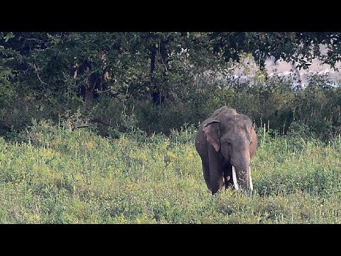 سلامة المواطنين تقابلها حياة الأفيال في يوننان
