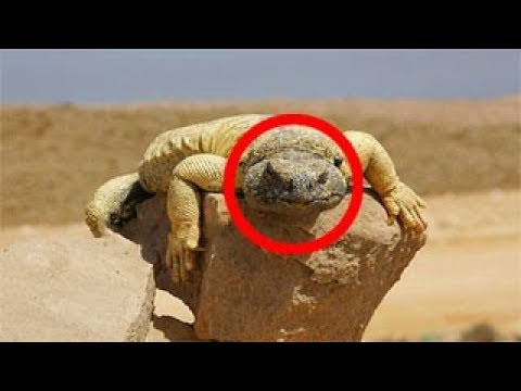 بالفيديو وجدوا ضب صحراوي وفوجئوا بما في فمه