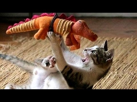 شاهد أغرب المواقف المضحكة مع الحيوانات