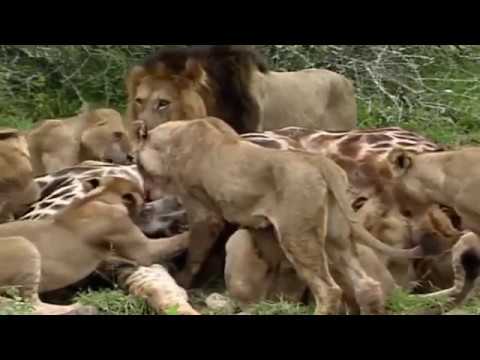 شاهد لحظة التهام قطيع من الأسود لزرافة