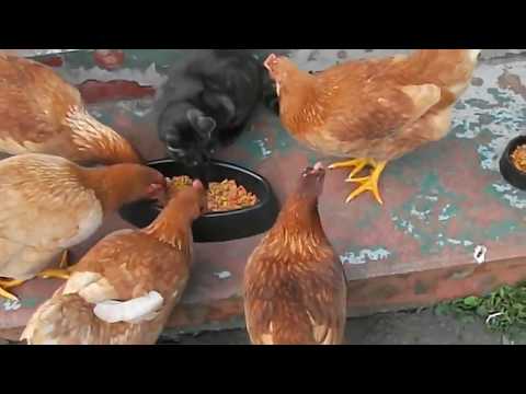 شاهد مواقف مضحكة بين الديوك للكلاب والقطط