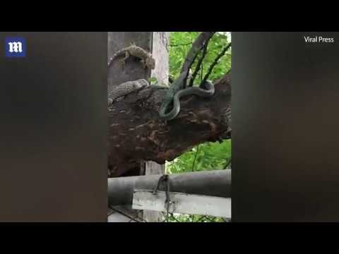 سحليتان ينقذان صديقهما من بطن ثعبان