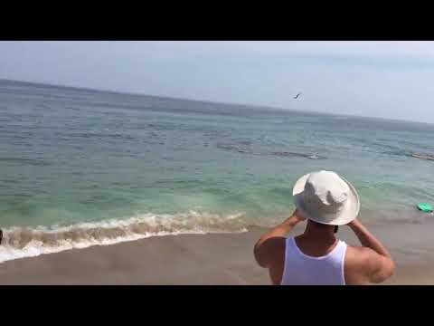 بالفيديو قرش كبير يهاجم سباحين على بعد أمتار من شاطئ