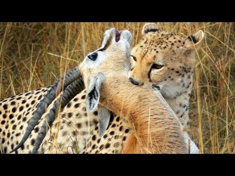 أقوى وأروع مشاهد افتراس ومطاردة الفهود الصيادة الشيتا