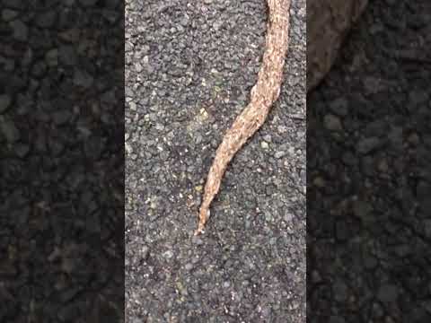 شاهد مشهد غريب لاندماج مئات الديدان لخلق وحش ضخم