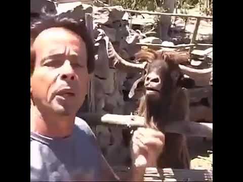 شاهد خروف يبصق في وجه صاحبه