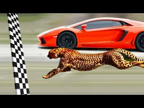 10 كلاب تنقذ أصحابها من الحيوانات البرية