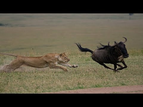 شاهد أسد يفترس الحيوانات أثناء النوم