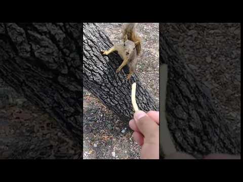 سنجاب يعضّ يد رجل حاول إطعامه