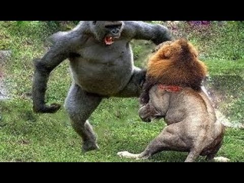 شاهد لحظات لا تُنسى لأقوى 10 حيوانات على الأرض