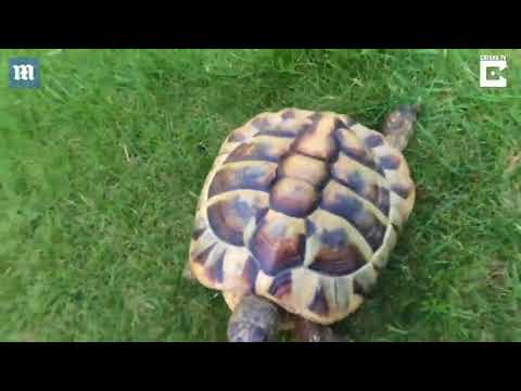 سلحفاة عدوانية تهاجم صاحبها دفاعًا عن النفس