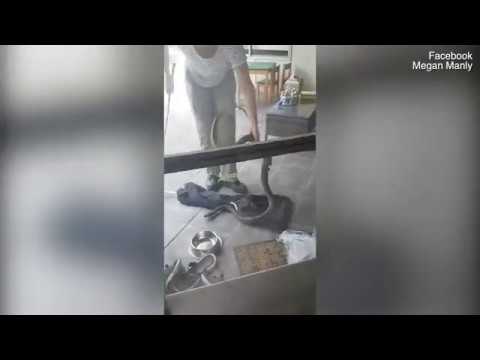 أم تمسك بثعبان ضخم حاول الاقتراب من طفلها