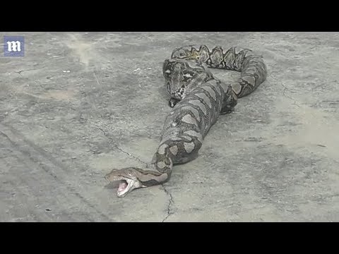 شابان يجبران ثعبانا على إخراج قطة بعد ابتلاعها