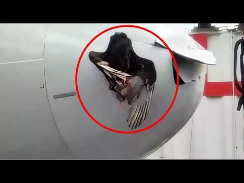 طائر ضخم كاد أن يتسبب في سقوط طائرة ركاب أميركية