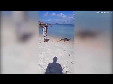 متهور يطعم تمساحًا جائعًا