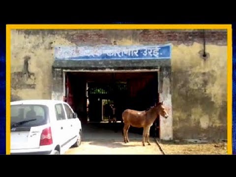 شاهد لحظة إطلاق سراح 8 حمير بعد قضاء 4 أيام خلف القضبان