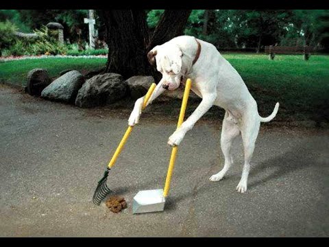 شاهد أذكى 10 سلالات كلاب في العالمشاهد أذكى 10 سلالات كلاب في العالم