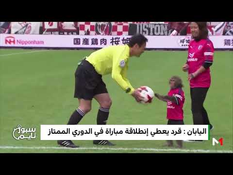 شاهد مشهد طريف لقرد يعطي انطلاق مباراة في الدوري الياباني
