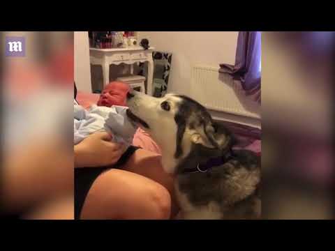 شاهد كلب يثير ضجة بترحيبه برضيع حديث في عائلته