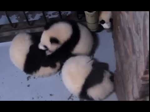 باندا تحاول إيقاظ صديقيها في مشهد طريف