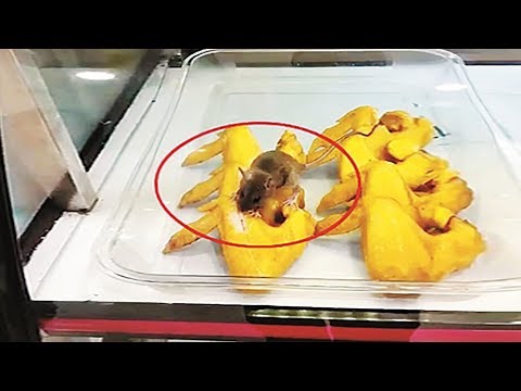 شاهد فأر يلتهم أجنحة الدجاج داخل مطعم يثير ذعر الزبائن