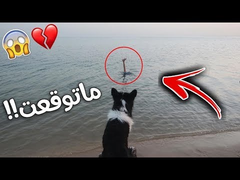 ردة فعل أذكى كلب في العالم إذا غرق صاحبه في البحر