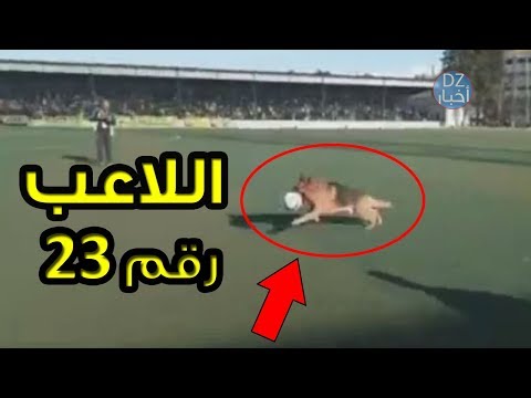 اقتحام كلب مباراة بين بارادو واتحاد الحراش