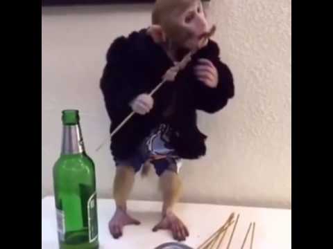 شاهدقرد يتناول عددًا من صوابع الكباب والكفتة