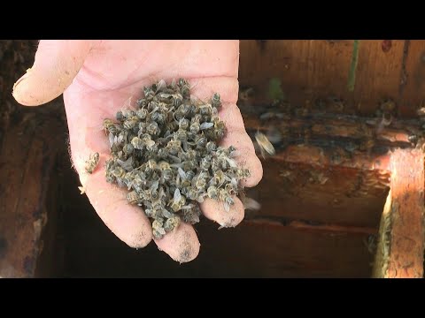 بدأ أكثر من 60 مربي نحل كفاحًا صعبًا للحصول على تعويضات