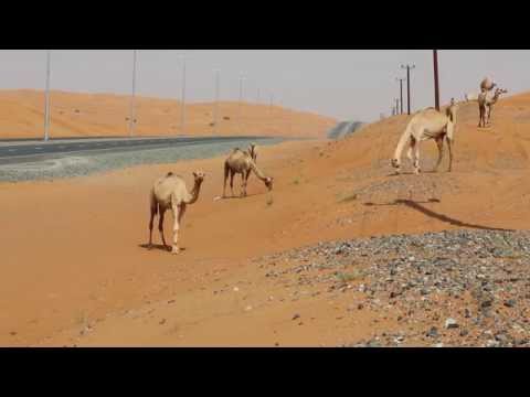 جهود حكومية للتصدي لظاهرة الجمال السائبة