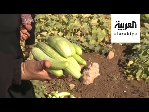 شاهد نساء دير بلوط حارسات سهله الأخضر