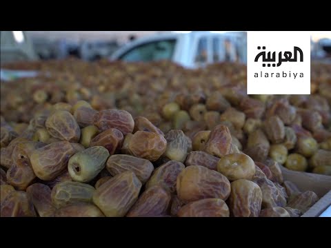 شاهد تمور السعودية تجوب العالم في موسمها