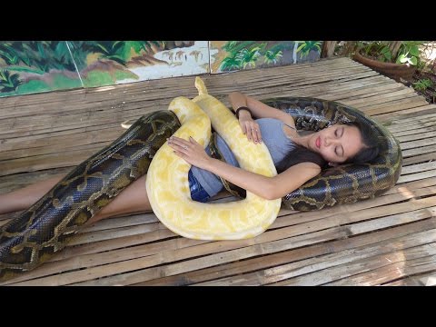 مساج الثعابين للتخلص من رهبتهم