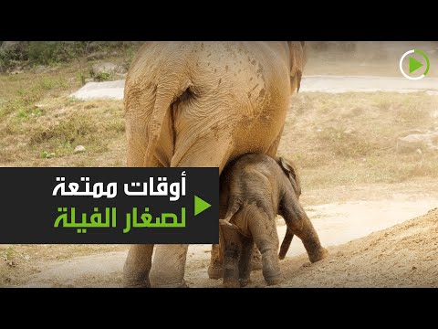 أوقات ممتعة لصغار الفيلة